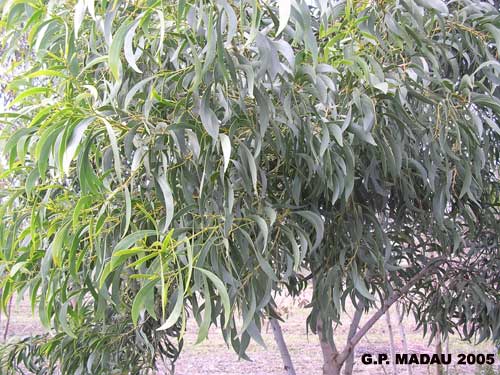 Acacia floribunda - portamento