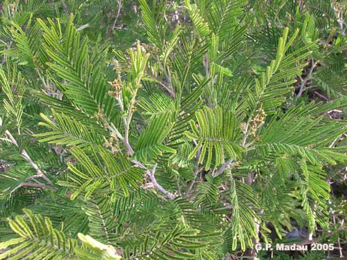 Acacia mollissima - foglie