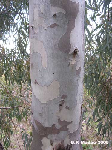 Eucaliptus rostrato - corteccia