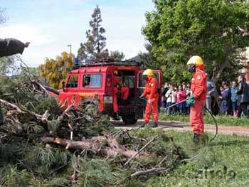 Villacidro - 2004 Anno della pineta