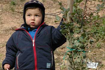 Villacidro - Un albero per ogni nato